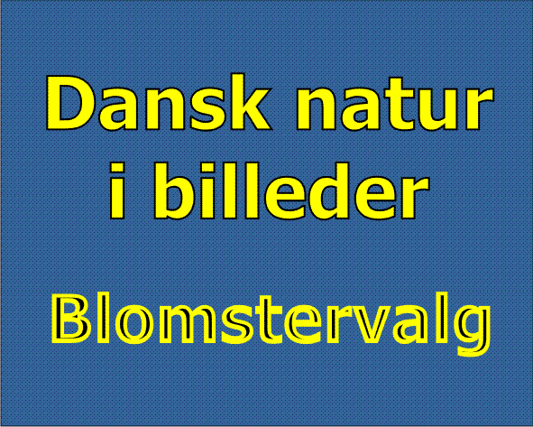 logofelt tekstbillede-2