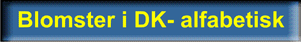 Knap Blomster i DK - alfabetisk