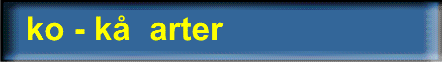 ko-kaa-arter.gif