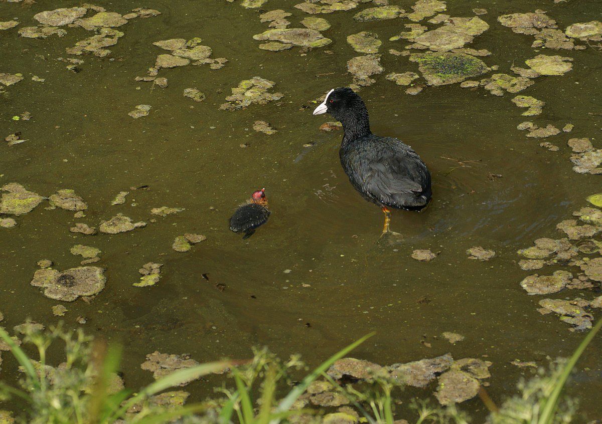 Blishøne med kylling-1 Gråsten korr JP-DSC00263.jpg