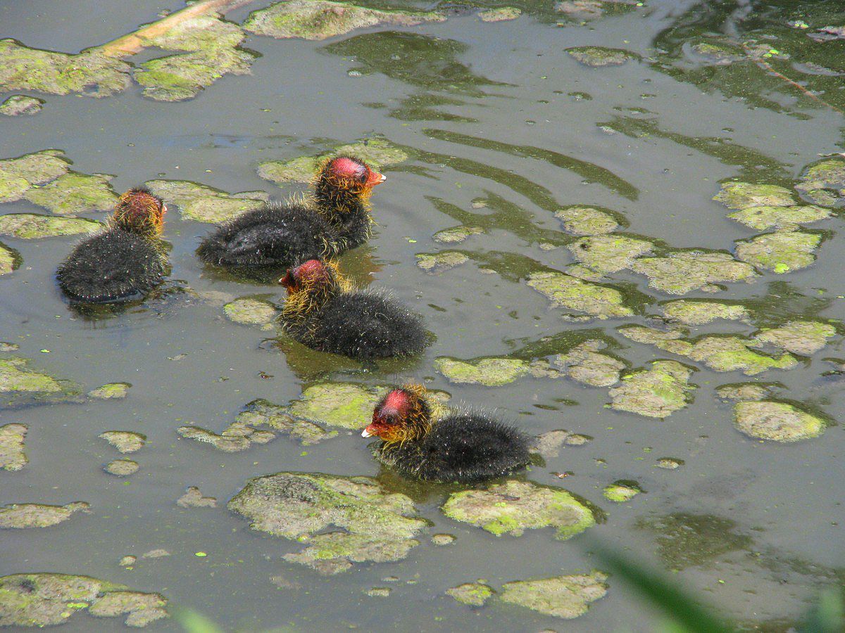 Blishøns-kyllinger 4 stk