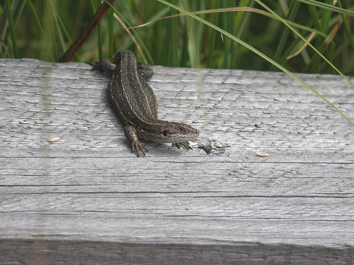 Firben, alm makro-1 Stubbergaard JP-PICT0804