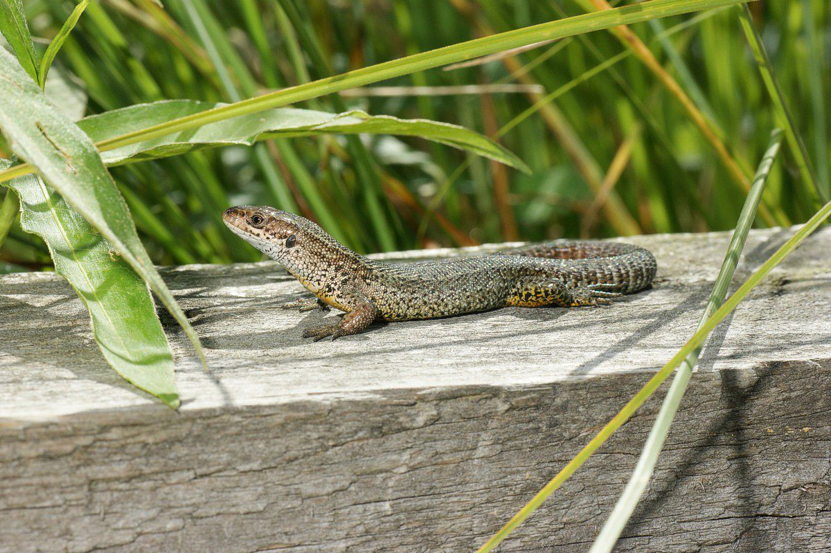 Firben, mark makro-5 StubbergaardJP-DSC01152