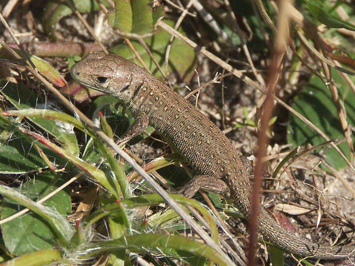 Firben, mark spm Helgenæs.jpg