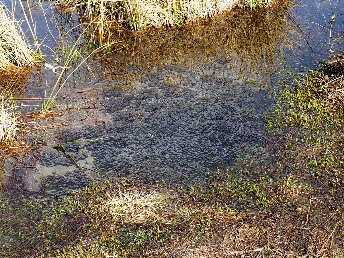 Frøæg - Løvbakkerne