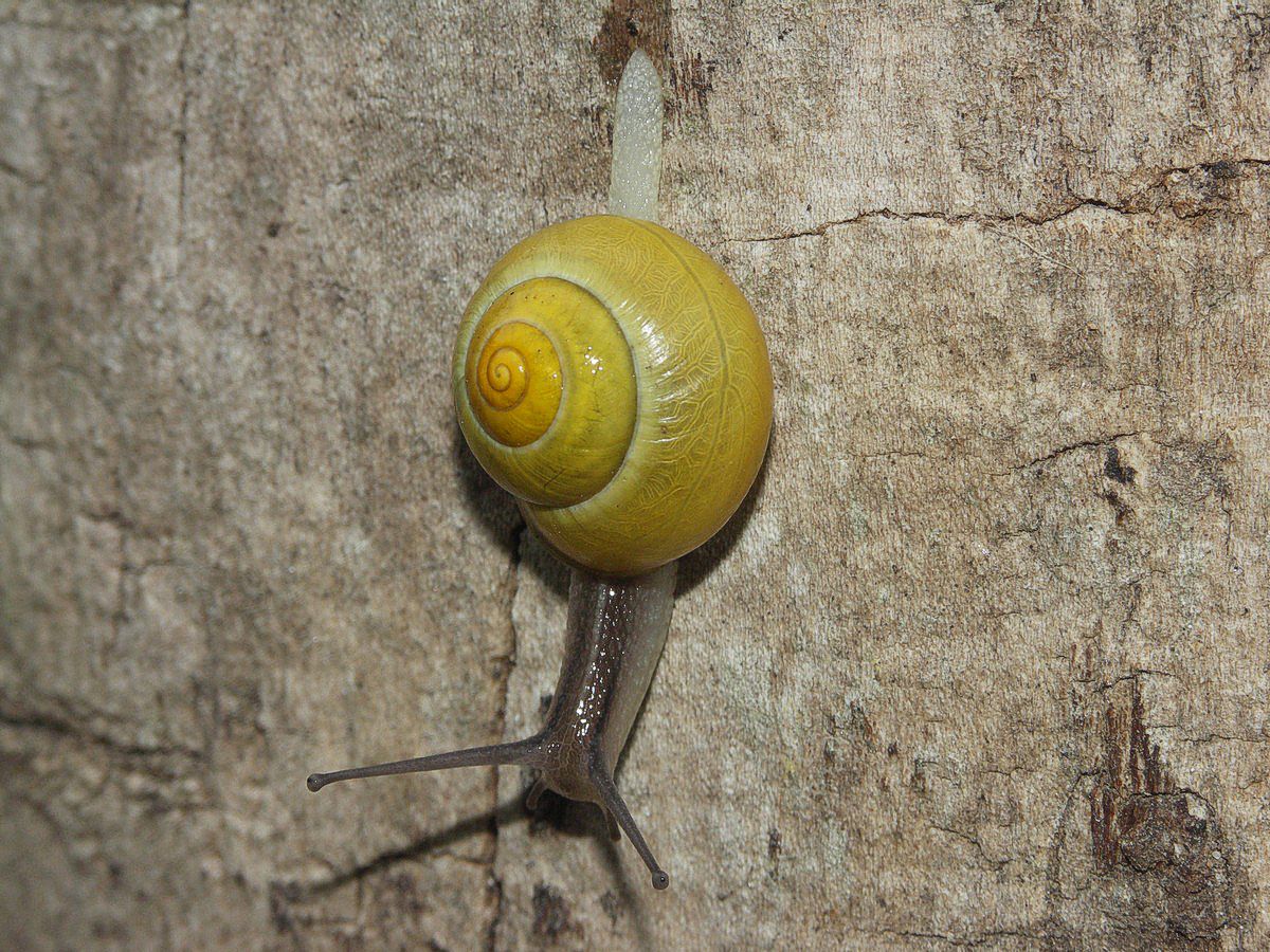 gul snegl på mur