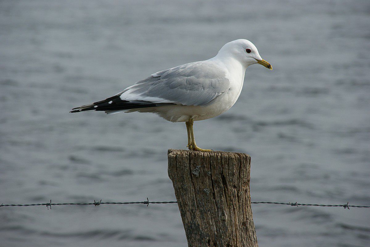 JP- Stormmåge i sommerdragt