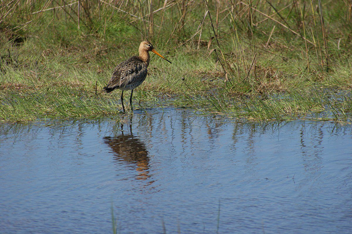 Kobbersneppe, stor-5