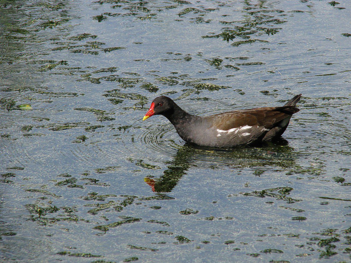 Rørhøne, grønbenet hun-2