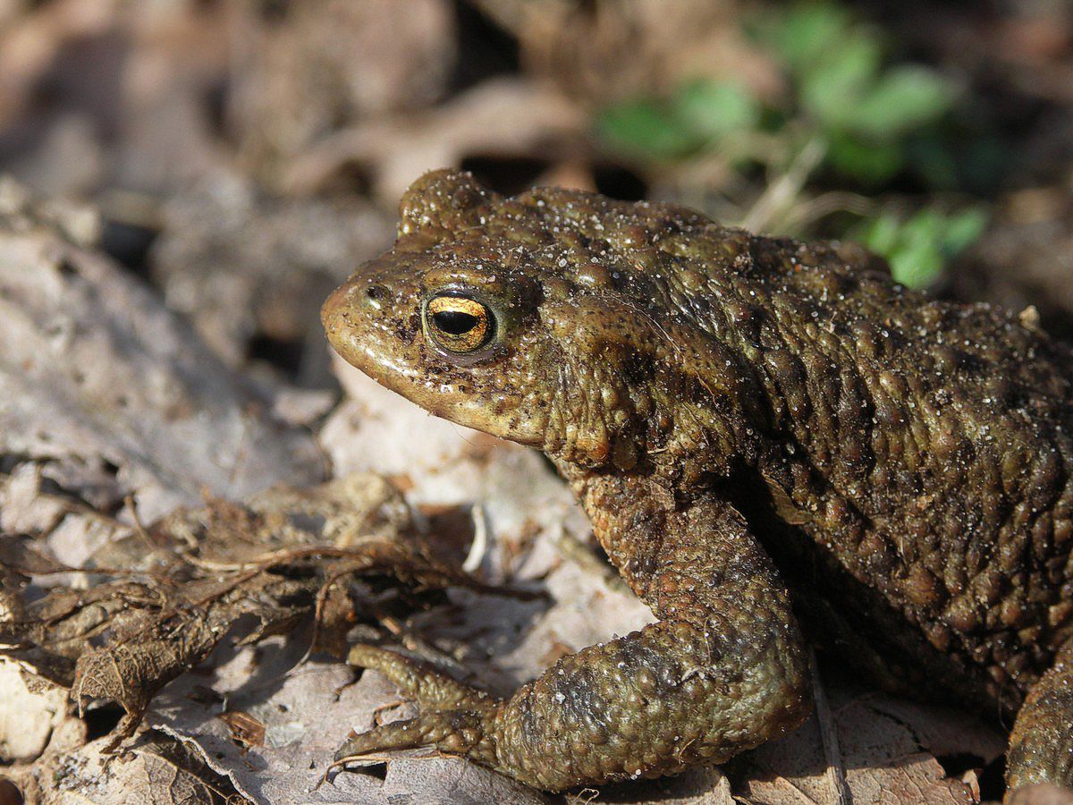 Skrubtudse - Løvbakkerne