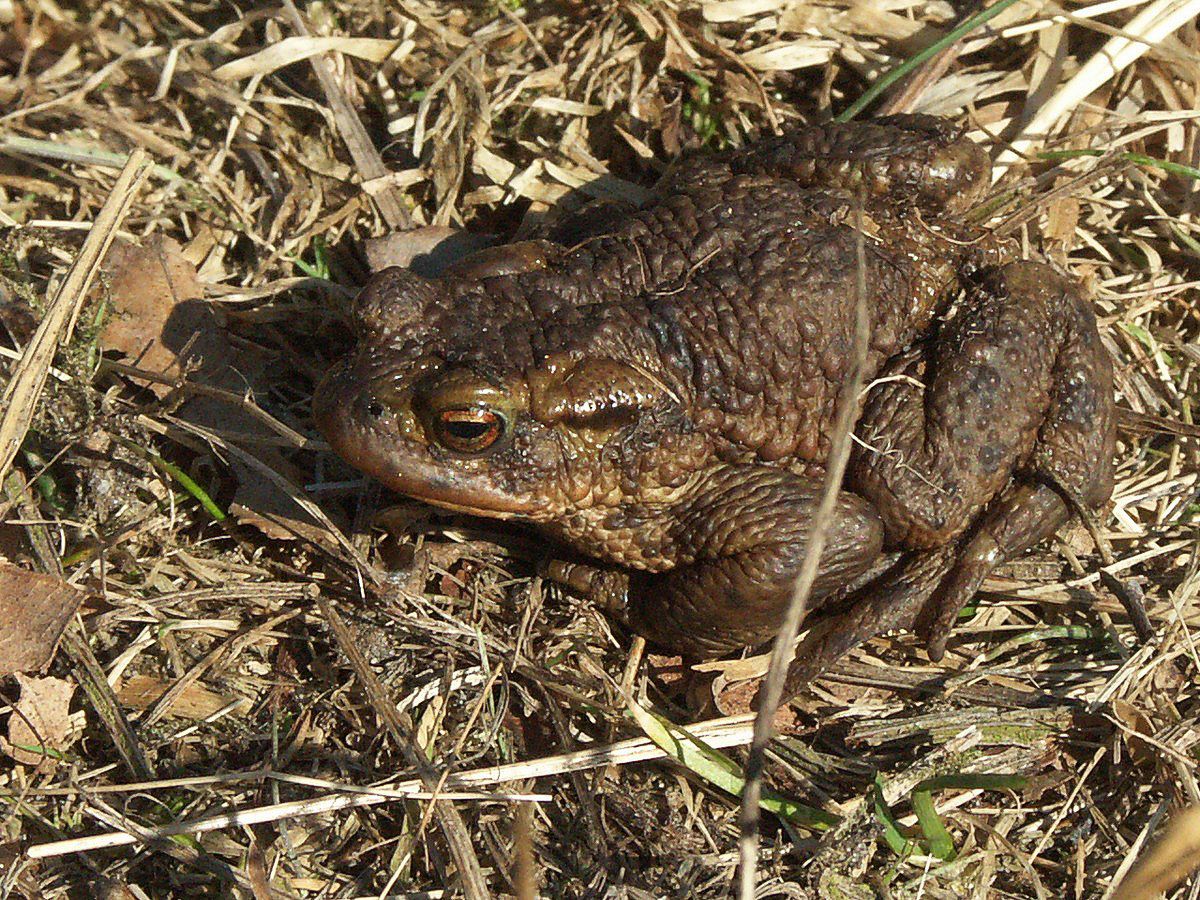 Skrubtudse, portræt-3, Stoubæk.jpg.jpg