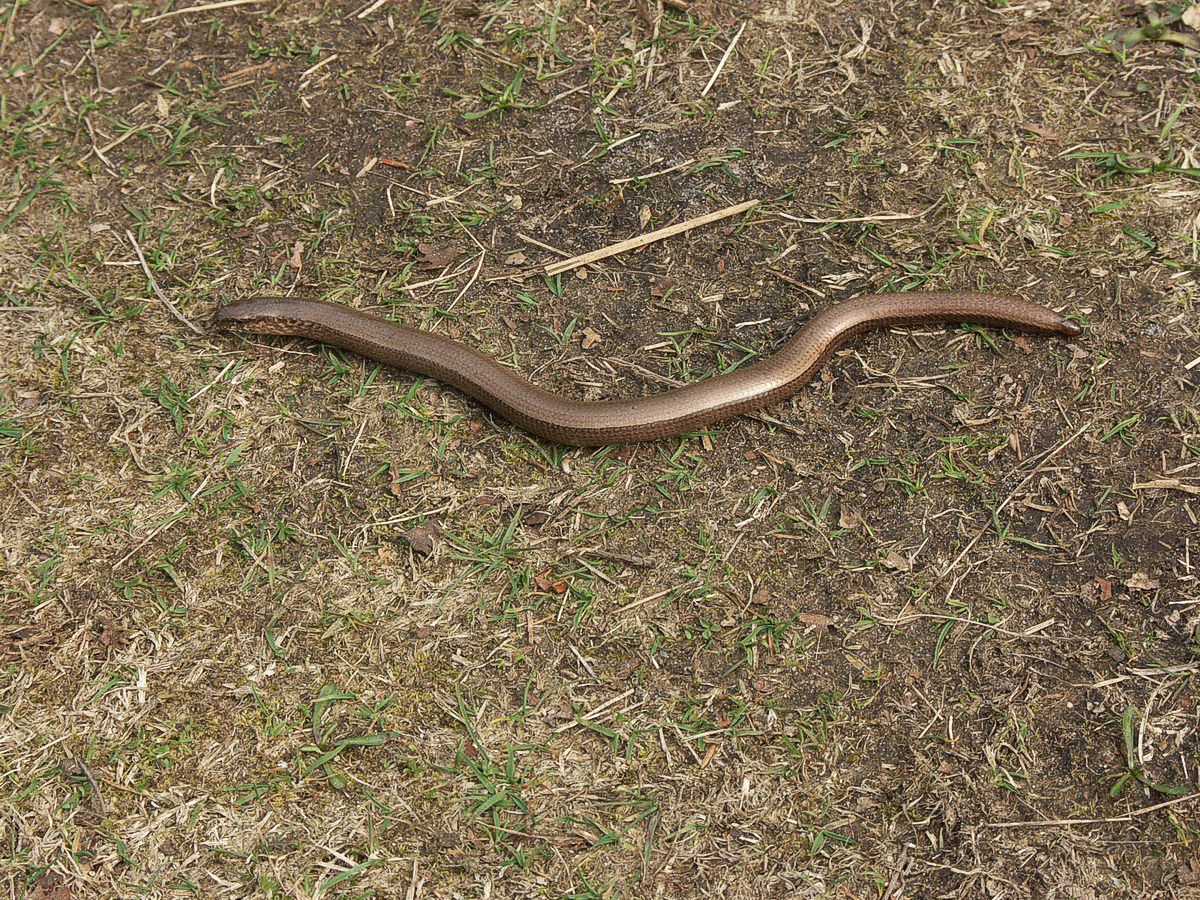 Stålorm Stoubæk krat