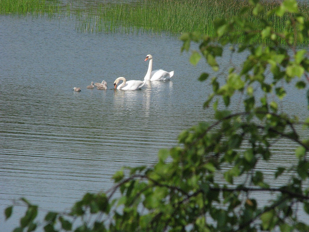 Svanepar med 5 unger Krystalsøen