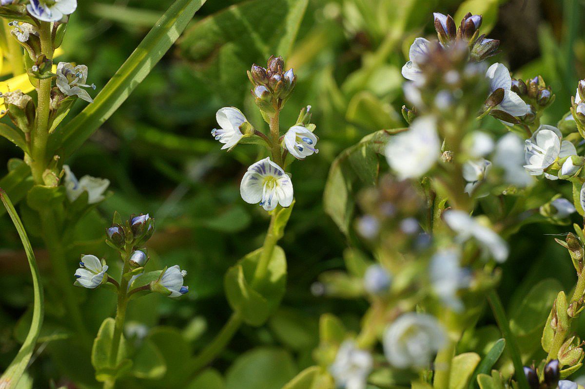 �renpris, glat makro-1 Erslev