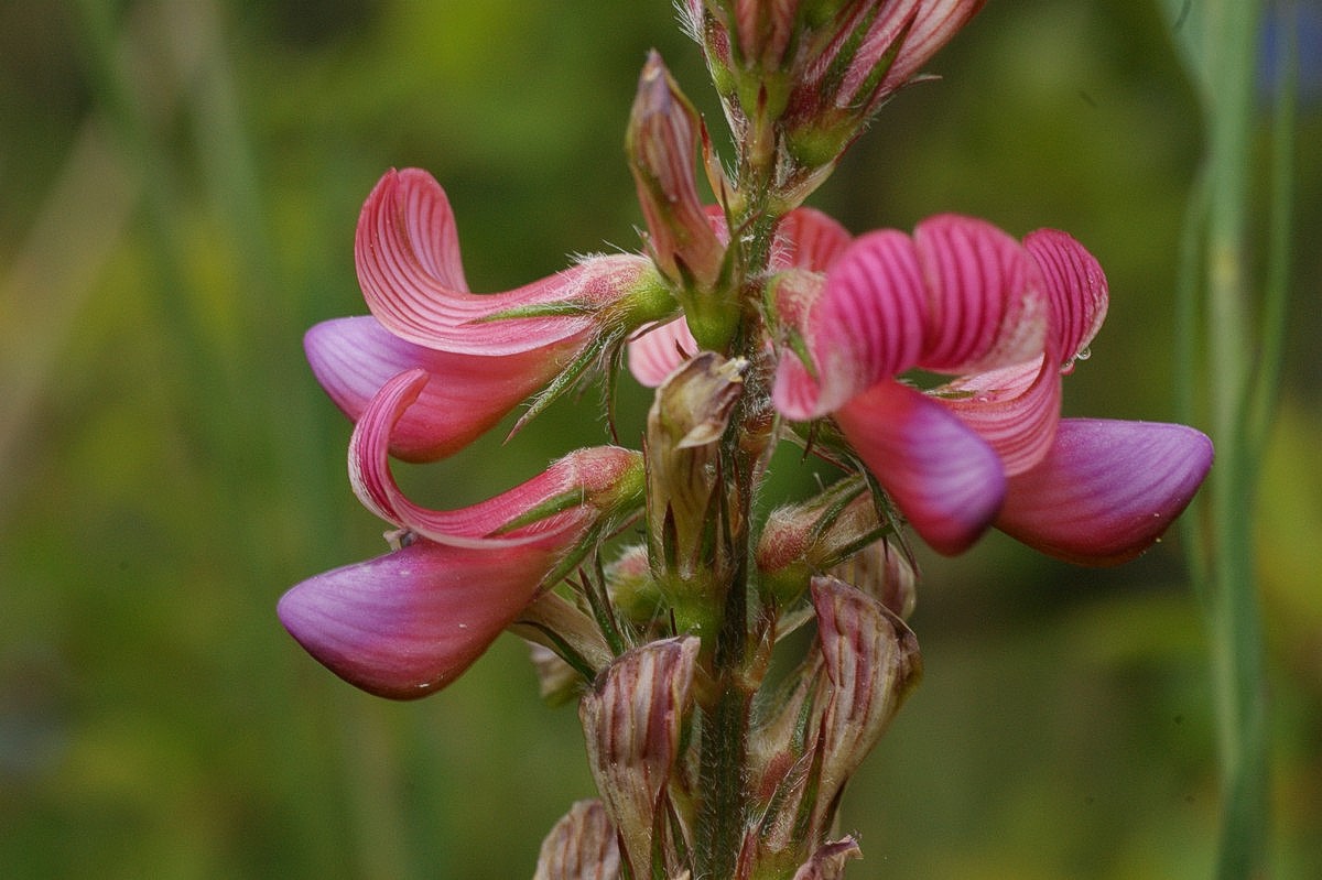 Esparsette supermakro
