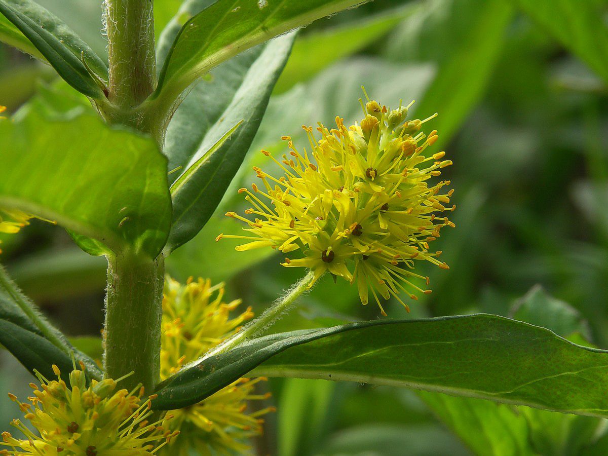 Fredl�s, dusk makro-2 Skarres�