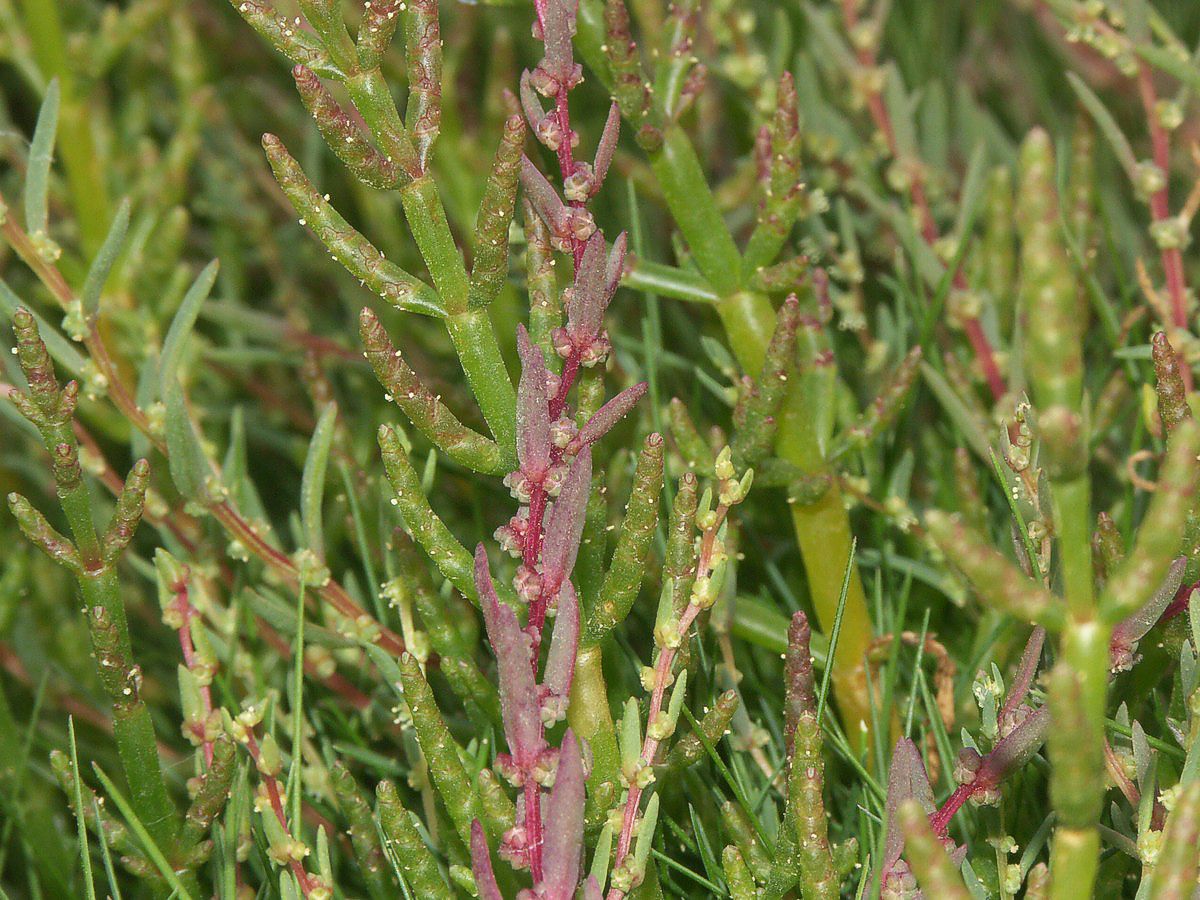 G%E5sefod,%20strand%20makro-1%20Ven%F8%20Nor.jpg