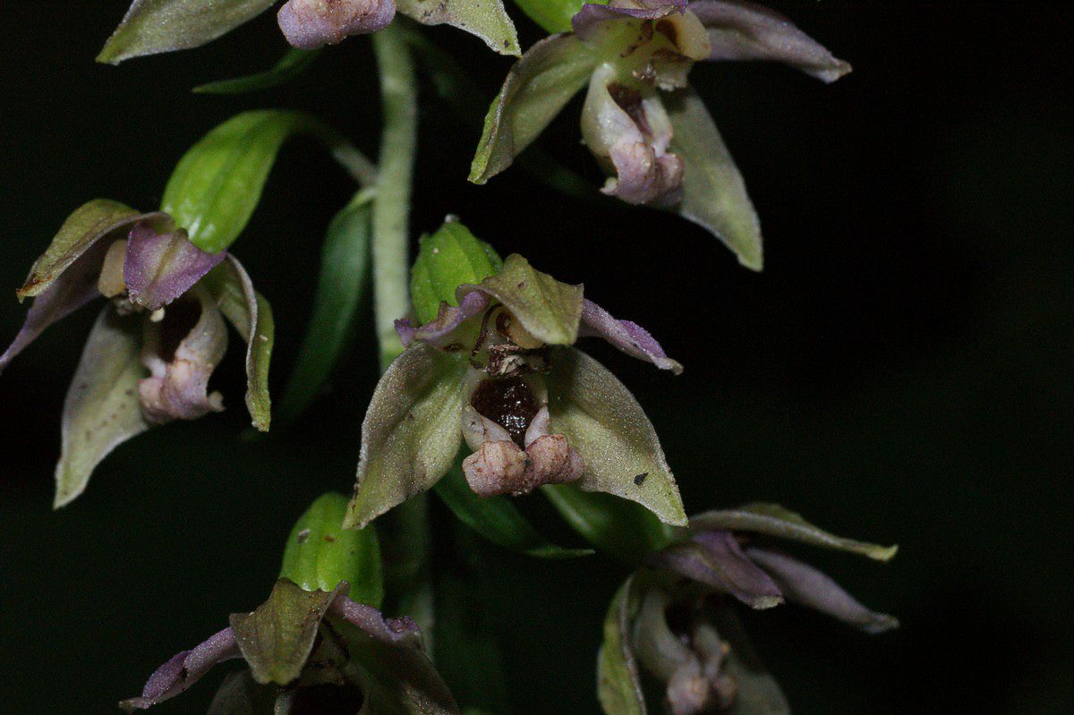 Hull�be, skov plante-2 Ulb�k JP-DSC04405.jpg