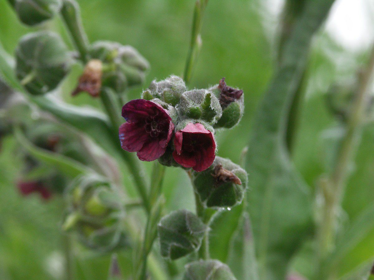 Hundetunge, l�ge blomster