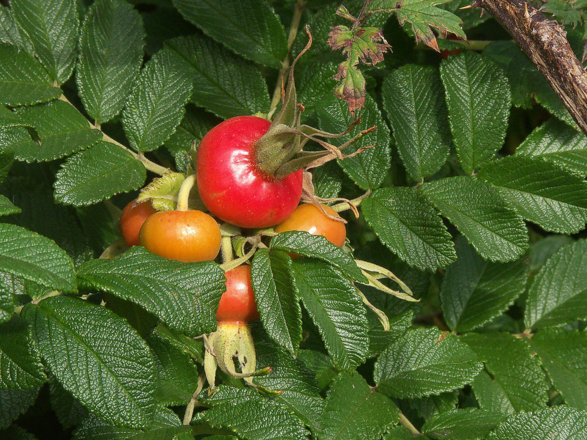 Hybenrose frugter makro-12