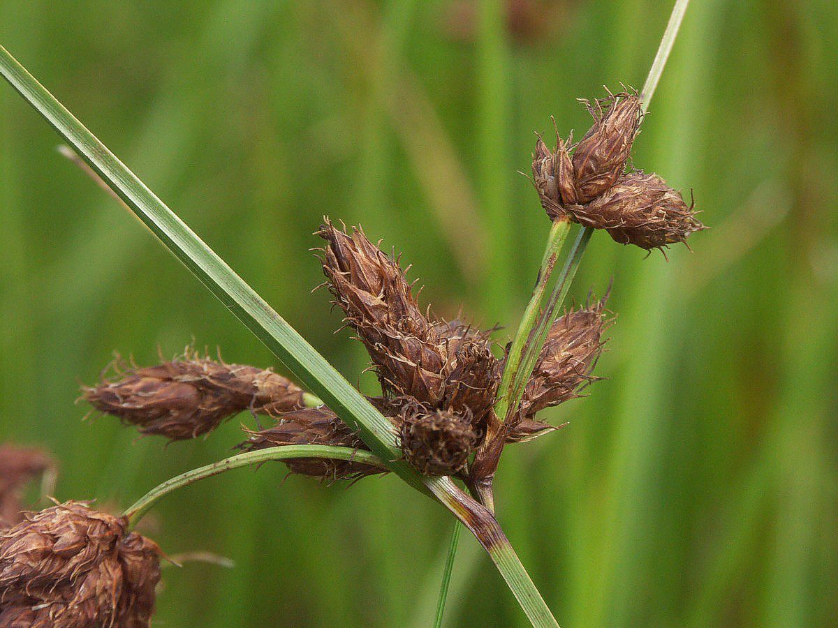 Kogleaks, strand frugtstand tybrind