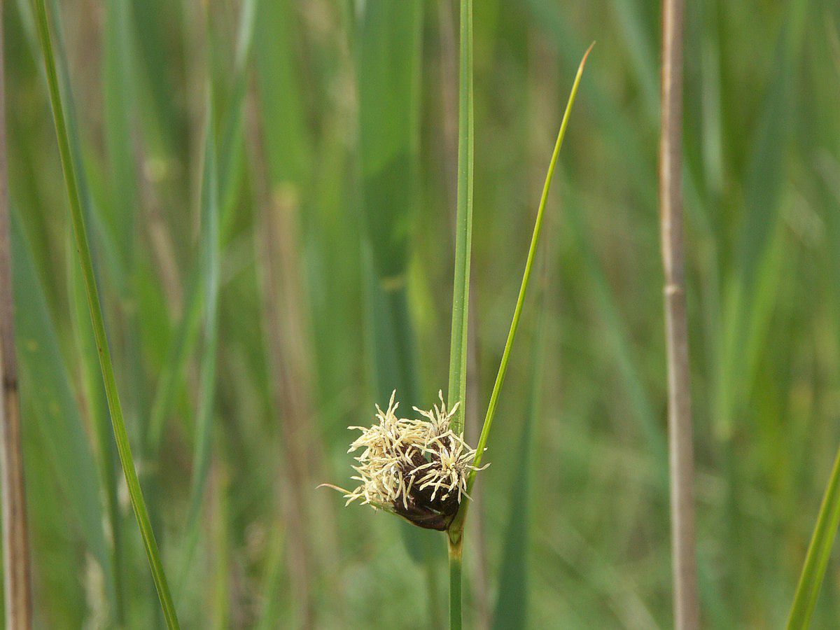 Kogleaks, strand makro-2
