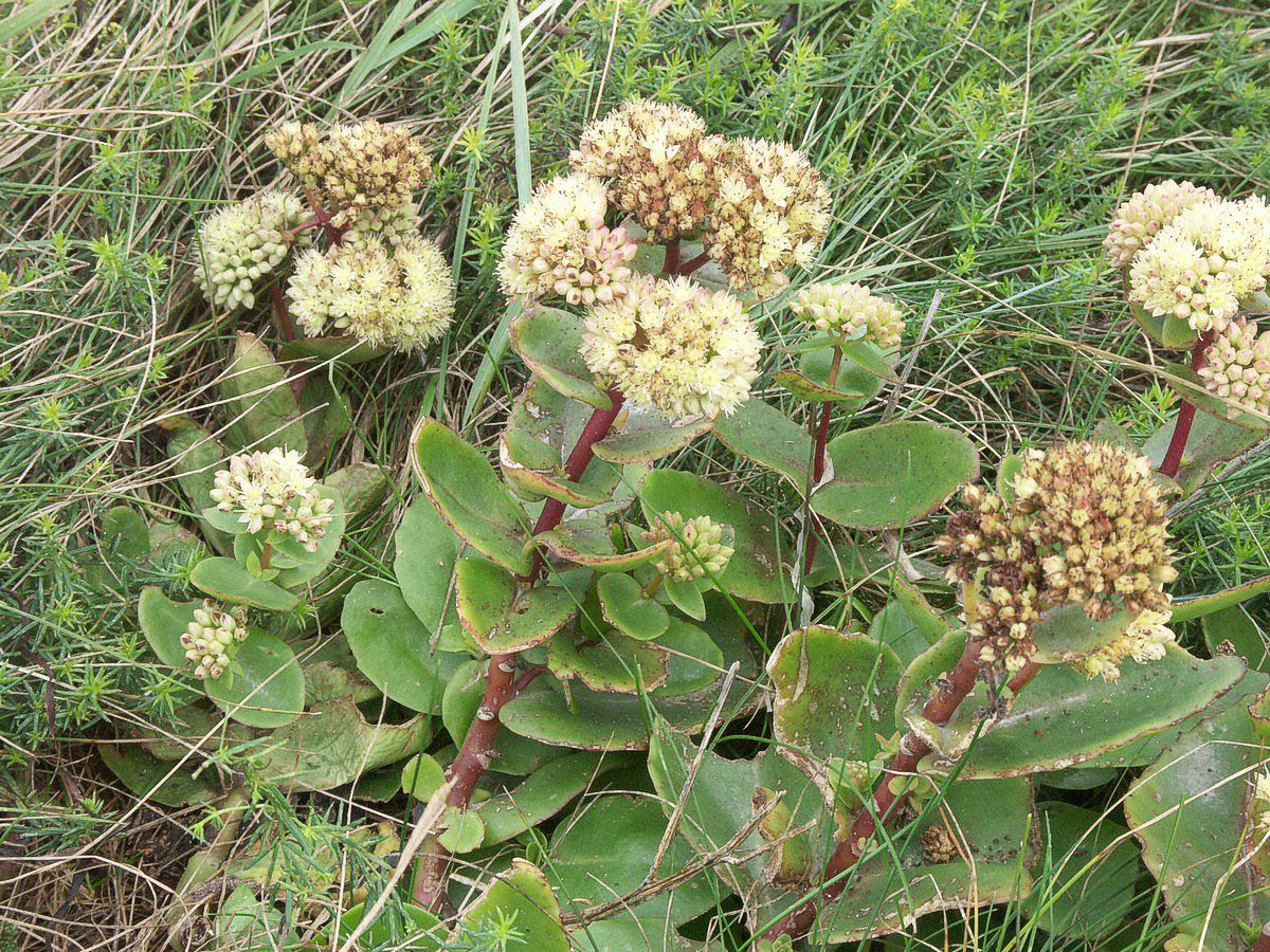 Sct-Hansurt B�gebjerg