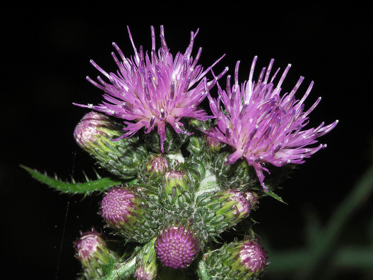 Tidsel, kruset makro-27