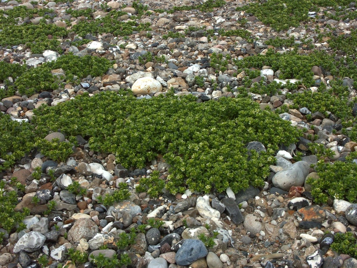 Arve, strand plante-2 Venø.jpg