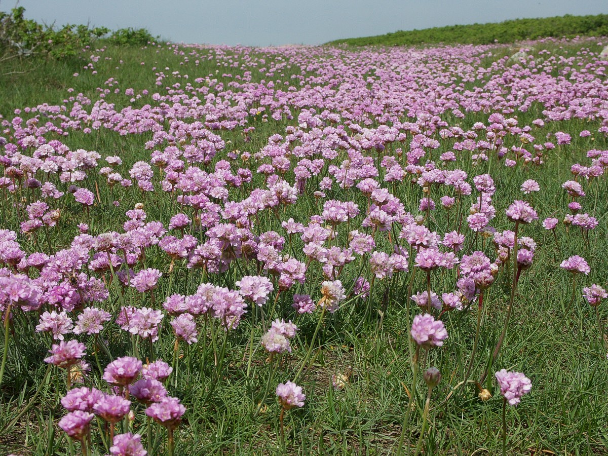 Engelskgræs, frøperspektiv stranden Venø.jpg