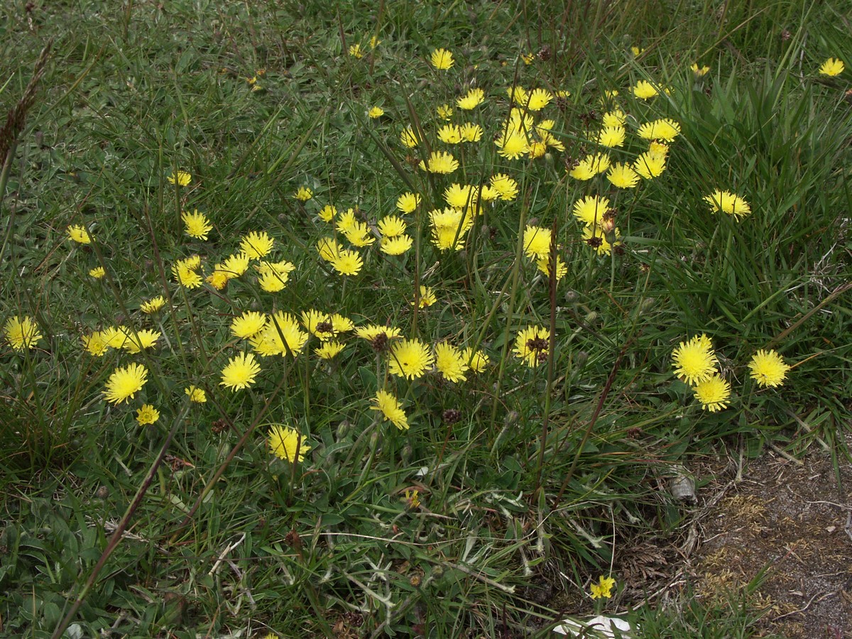 Høgeurt, håret planter i flok Venø.jpg