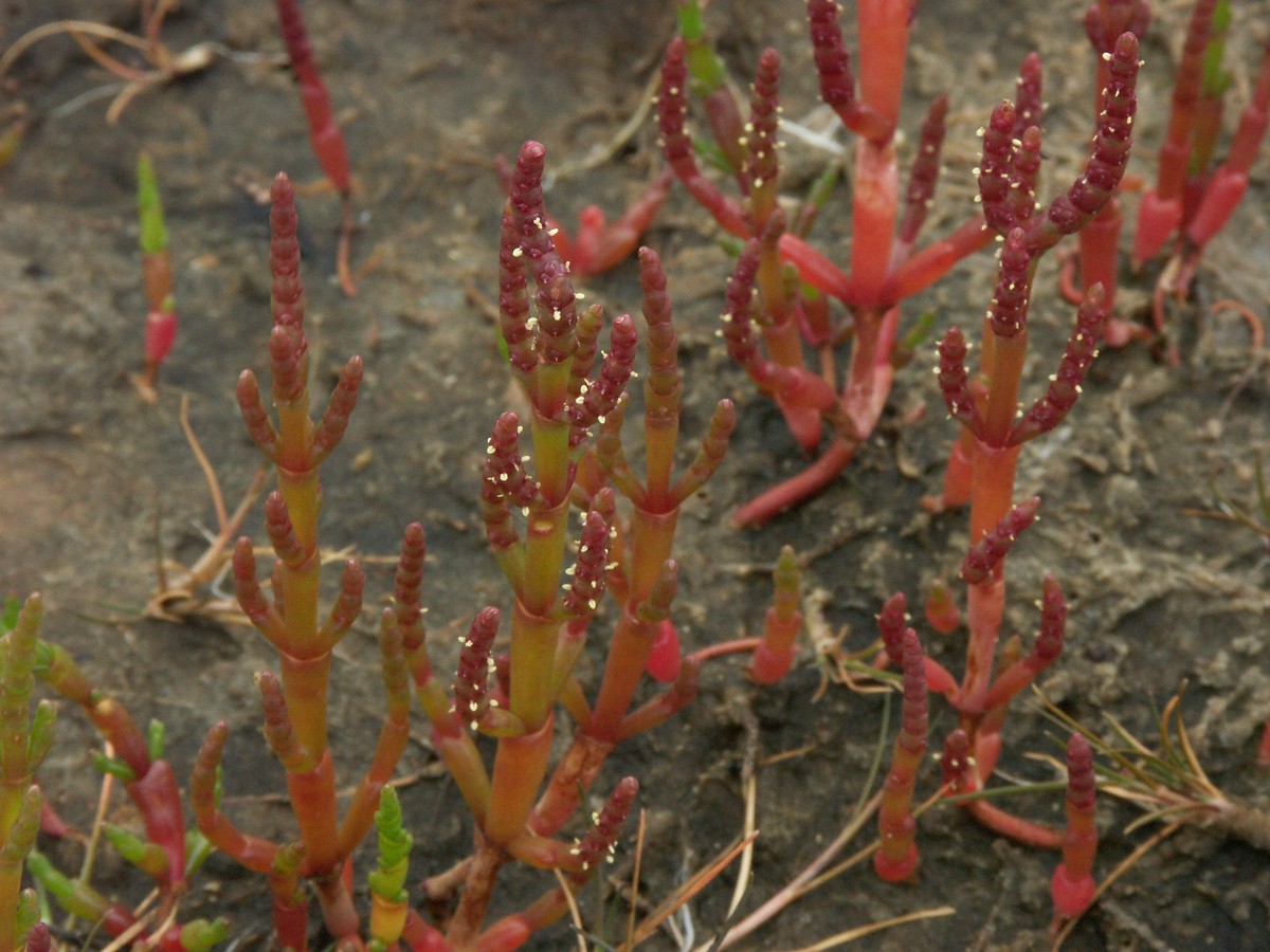 Kveller blomstrende makro-1 VenøNor 20040718