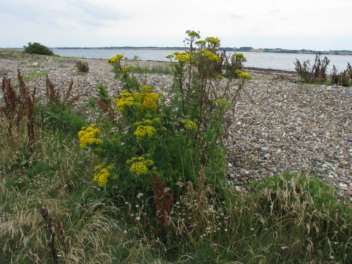 Rejnfan plante Venø E-IMG_2934