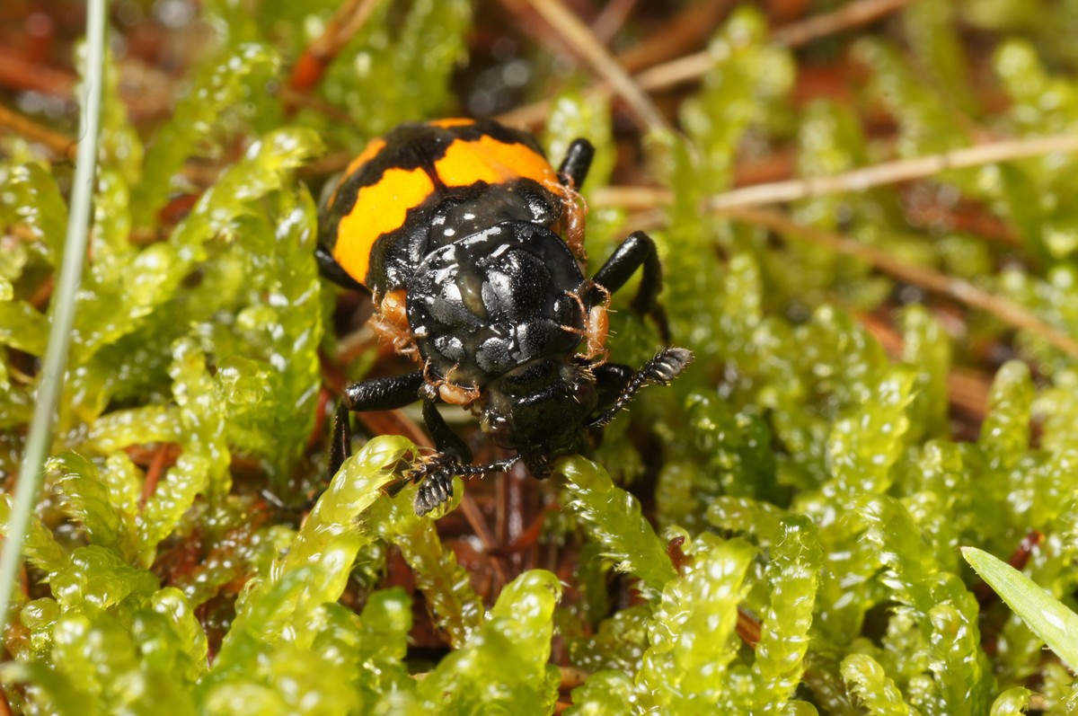 �dselgraver, sortk�llet makro-5 Birkeb�k JP-DSC01573