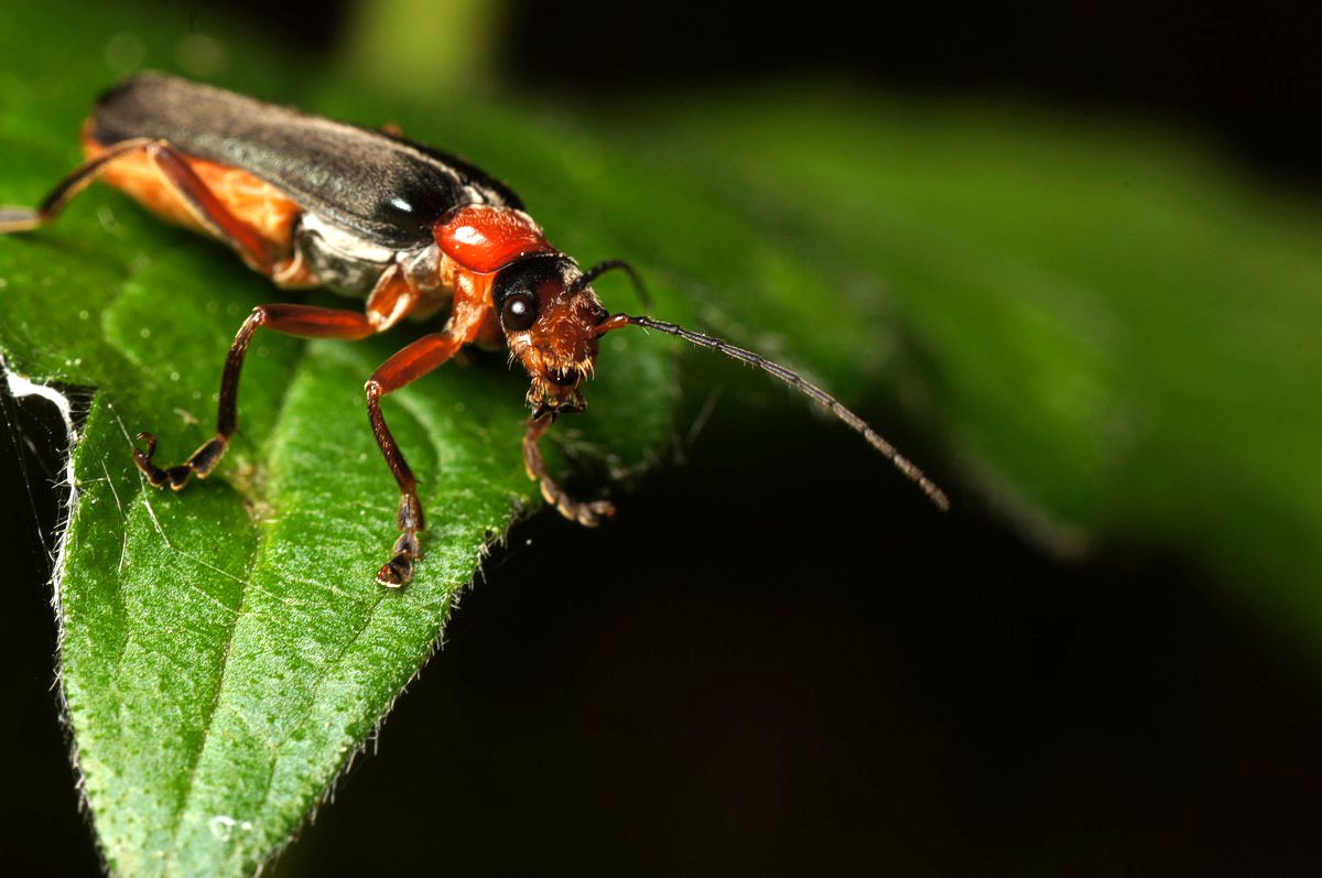 Bl�dvinge, stor makro-1 Fosdalen JP-DSC01151