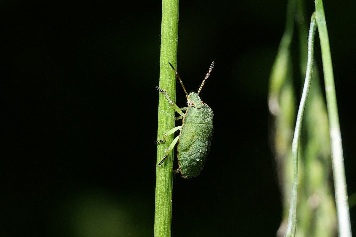 Bredt�ge, gr�n makro-1 Varn�s  JP-DSC04676