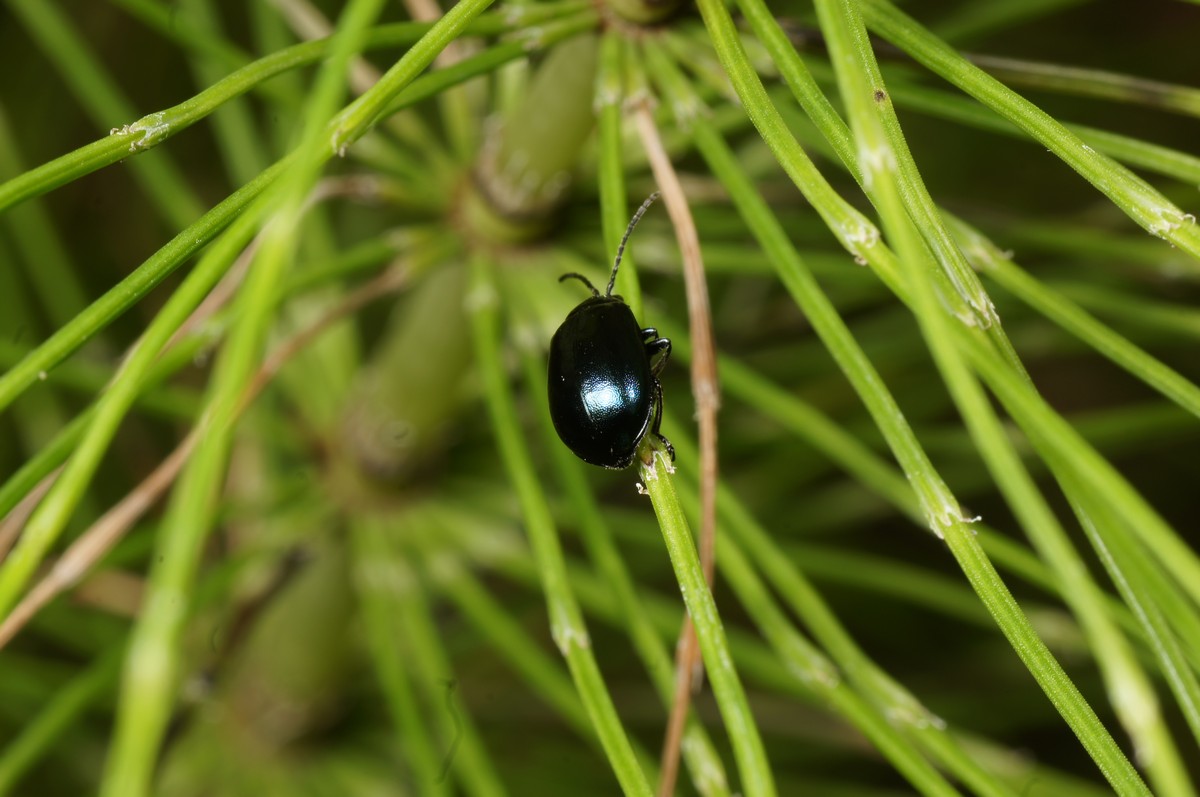Jordloppe, spm makro-1 Staksrode JP-DSC00480