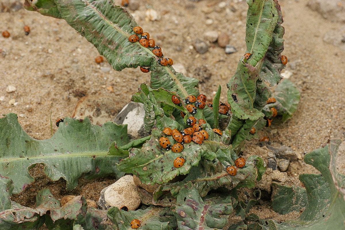 Marieh�ns i dynger makro-1 Ven� JP-DSC04475