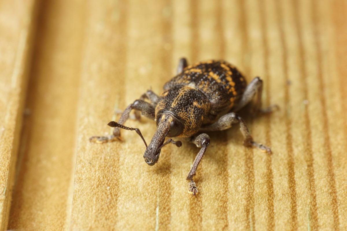 n�letr�ssnudebille