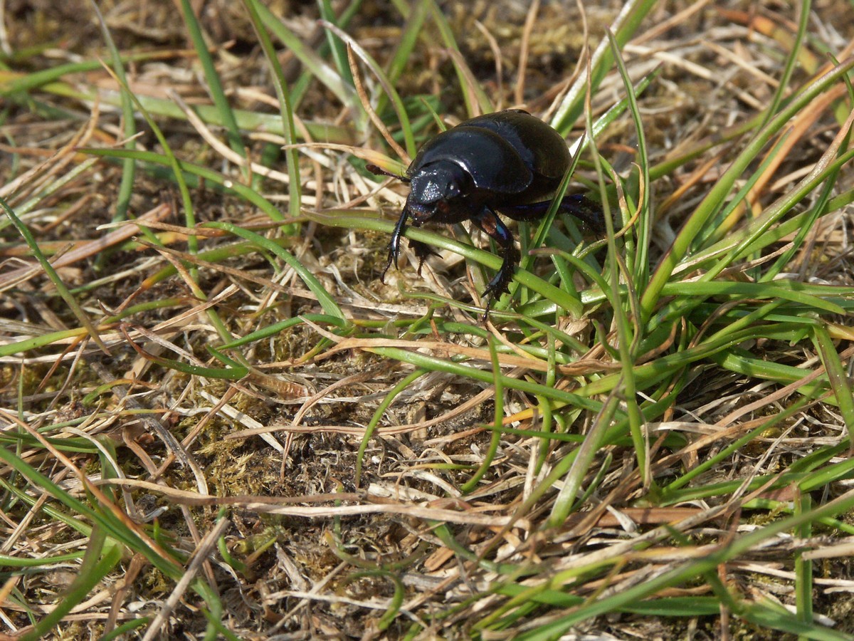 Skarnbasse fra Lushage-1