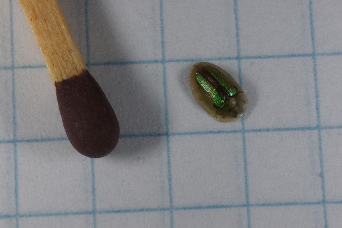 Skjoldbille, gr�nstribet E-DSC00799