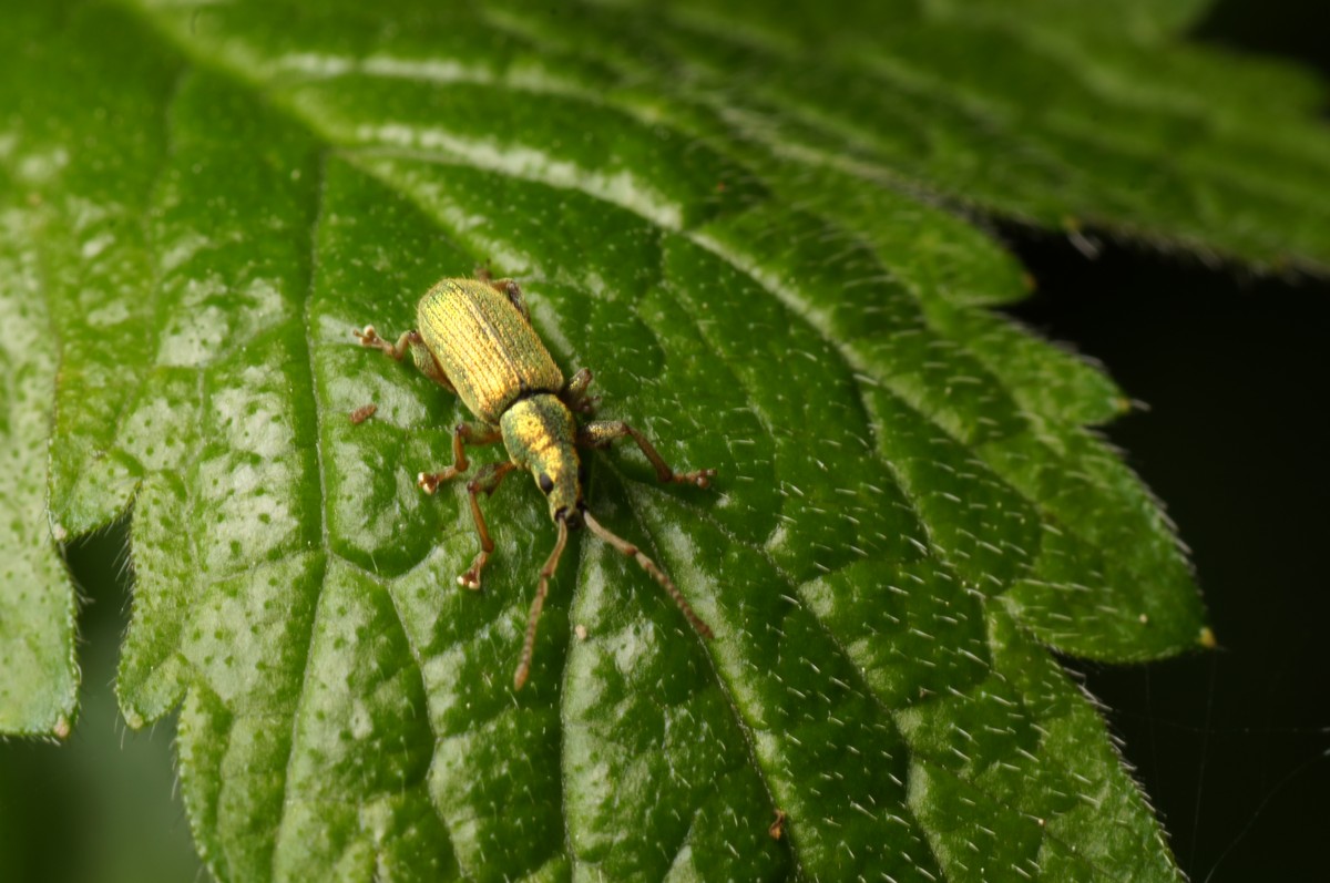 Snudebille, v�ksthus makro-2 Fosdalen JP-DSC01123