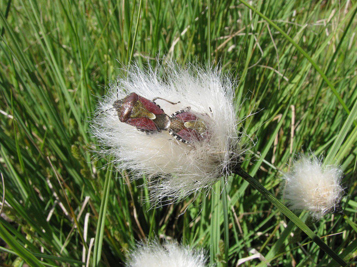 T�ge, b�r i K�ruld, tue Troldeskoven E-IMG_1506