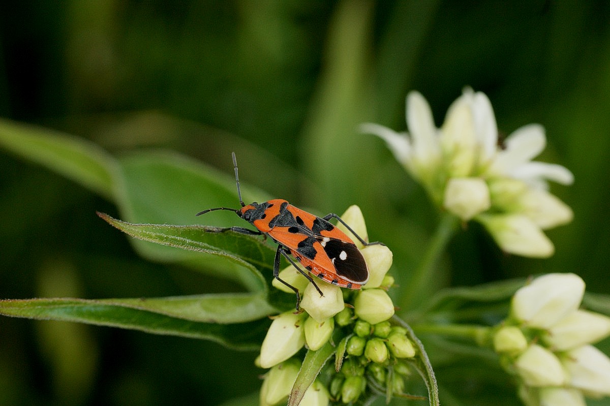 T�ge, soldater makro-2