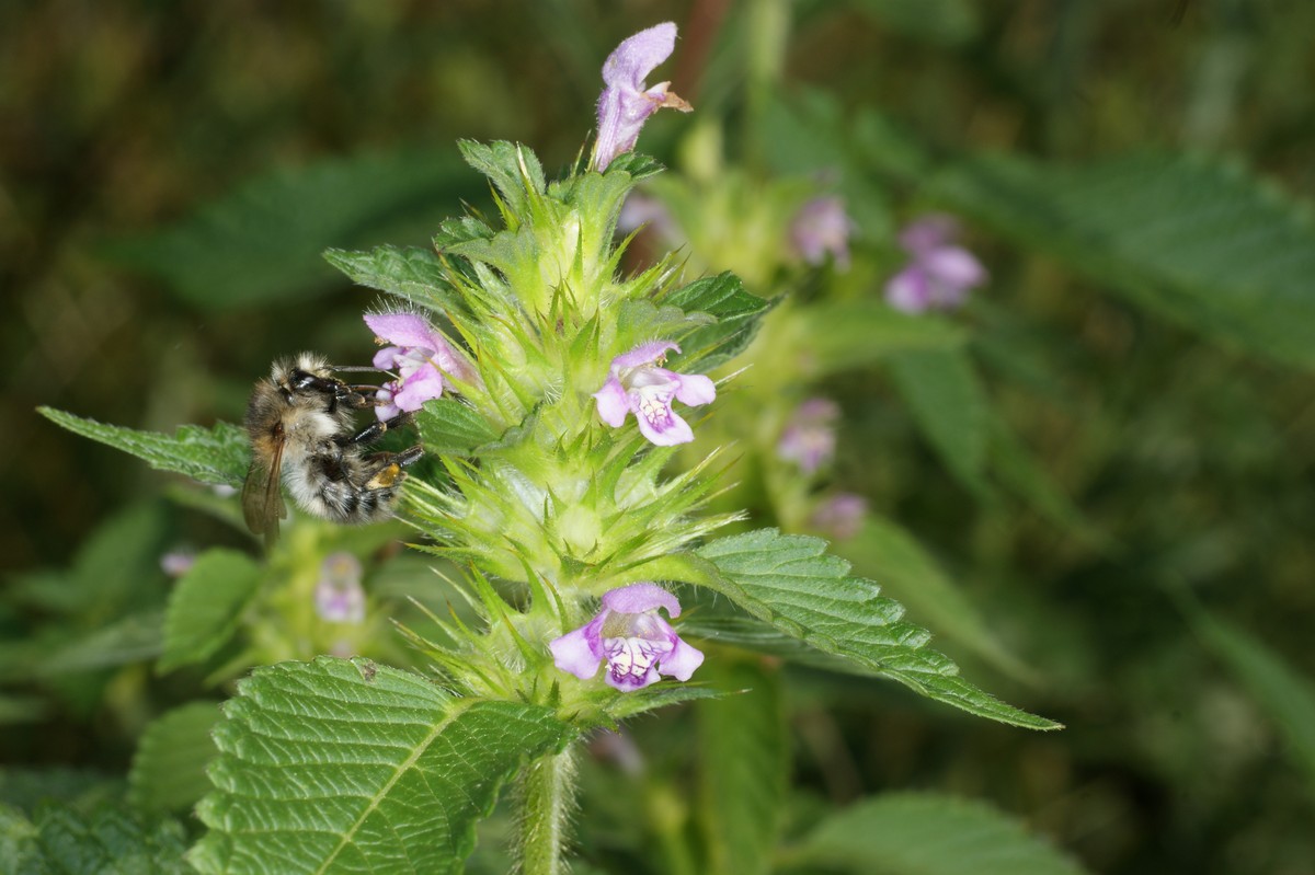 Agerhumle besøger en Hanekro, alm