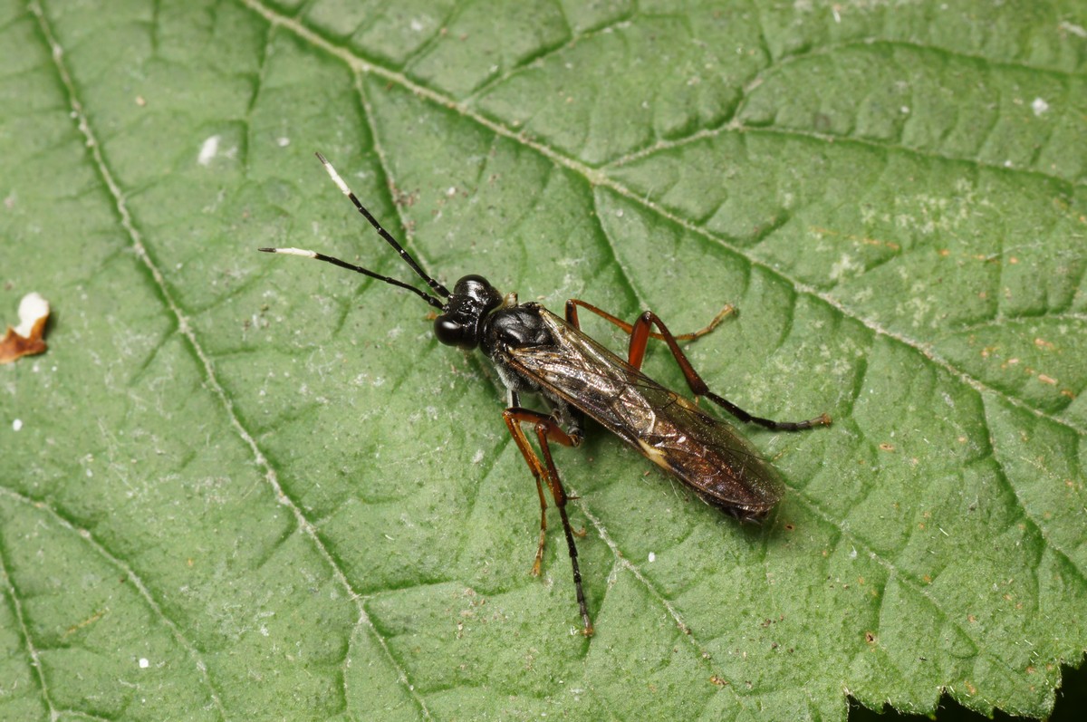 Bladhveps - Tenthredo ferruginea Helnæs JP-DSC00430