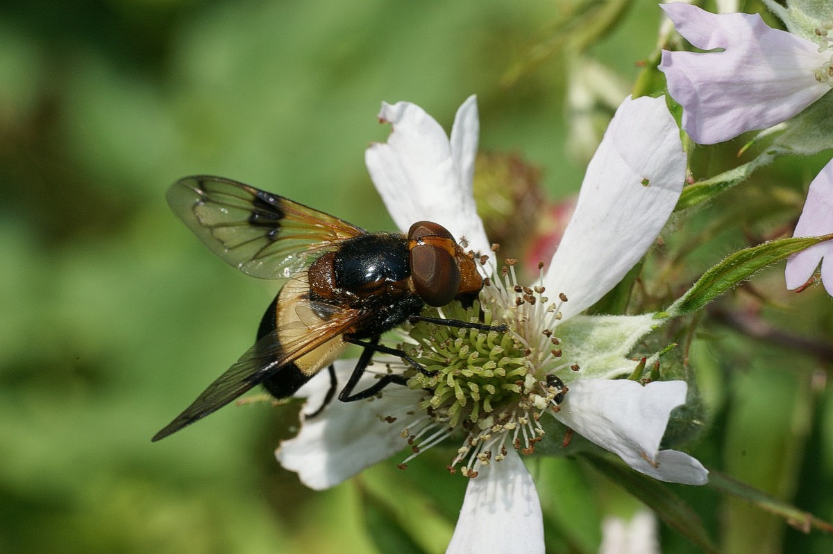 Brombær blomst med hvidbåndet humlesvirreflue