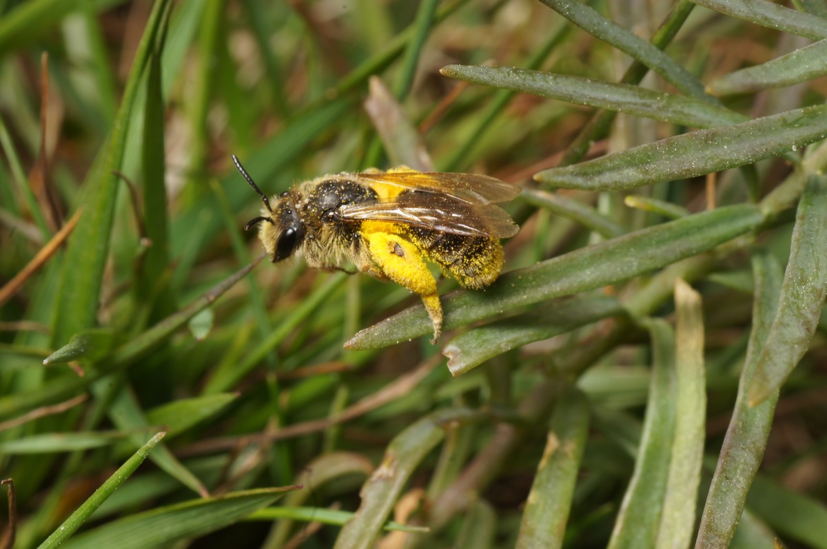 Buksebi med madpakke makro-2 FynsHoved JP-DSC00286