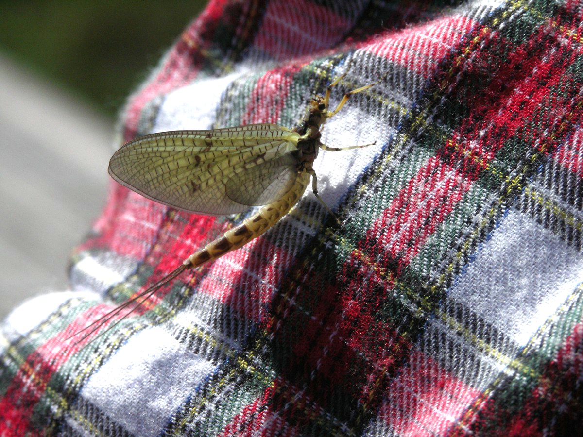 Døgnflue, stor makro-1