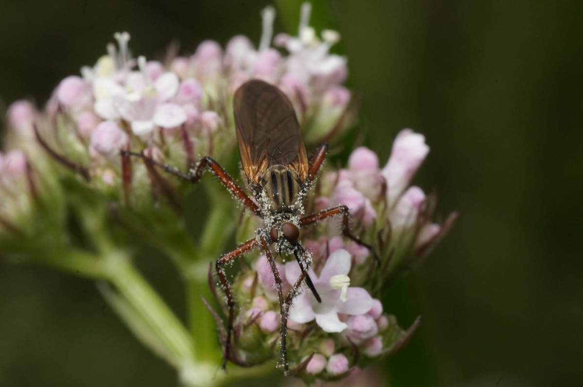 Danseflue, Empis tessellata makro-7 Bærslund JP-DSC00180